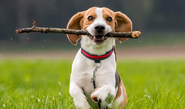 Cachorro correndo com graveto