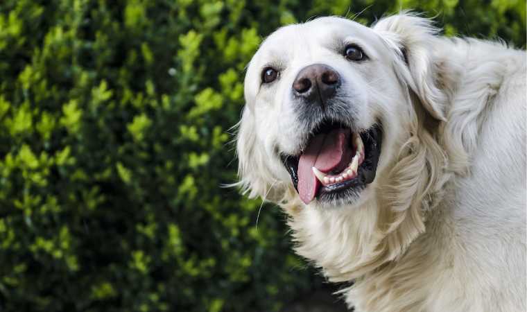 Cachorro feliz 