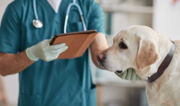 Cachorro no Veterinário