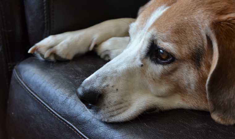 Convulsão em cachorro