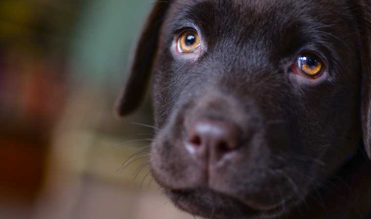 O que causa convulsão em cachorro