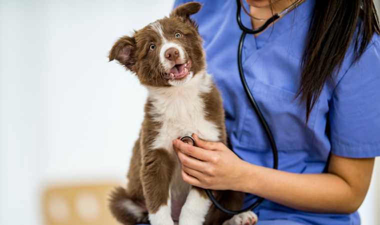 Veterinário cuidando do cachorro com convulsão