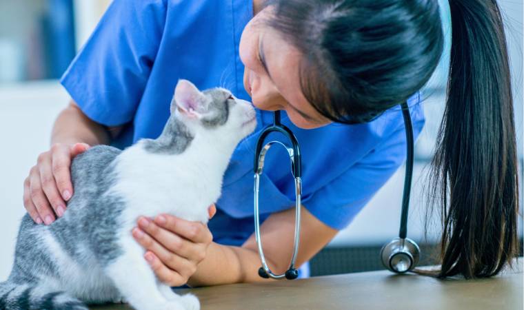 Gato no veterinário