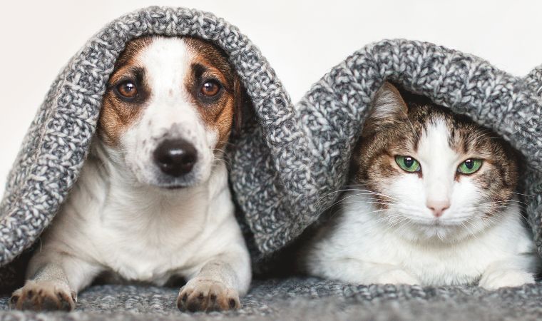 Cachorros e gatos juntos em um cobertor