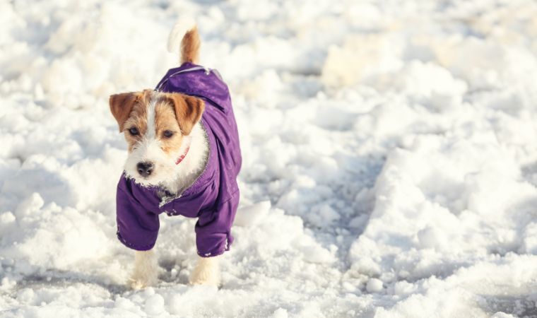 Cachorro na neve