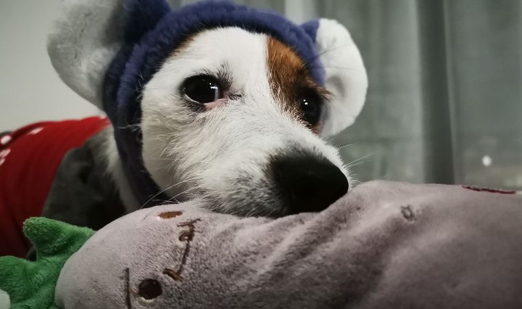 Cão protegido do frio