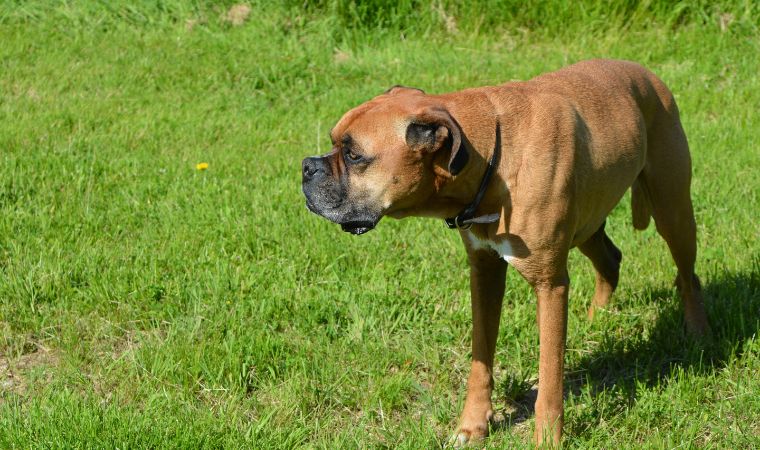 Boxer - Cão de Guarda