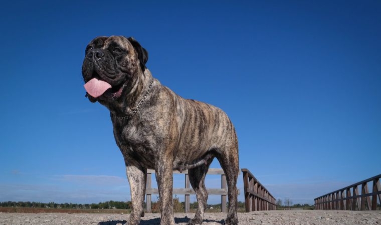 Bullmastiff