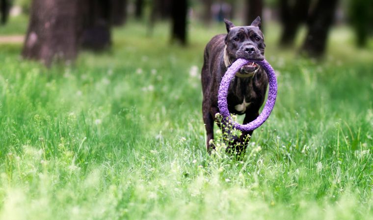 Cane Corso