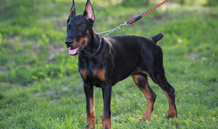 Dobermann - Cães de Guarda