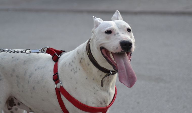 Dogo Argentino