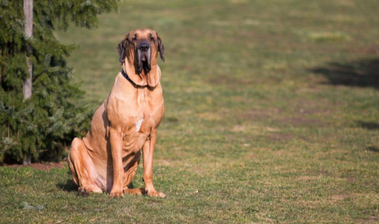 Fila - Cão de Guarda