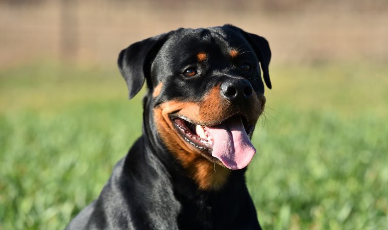 Rottweiler