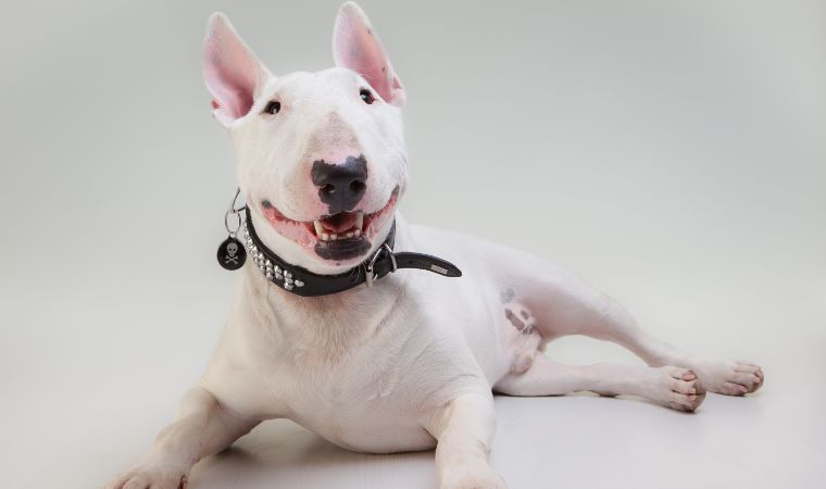 Bull Terrier