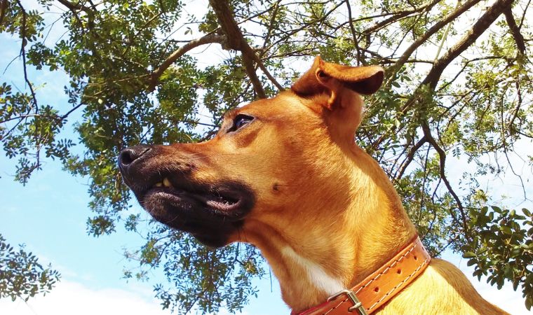 Cão de Guarda