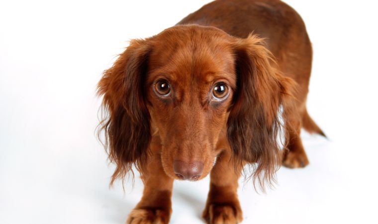 Cachorro com medo de fogos