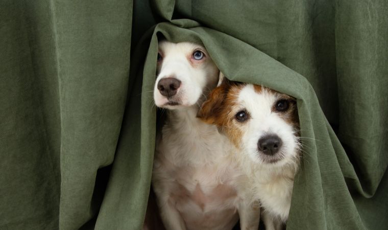 Cachorros curiosos com barulho