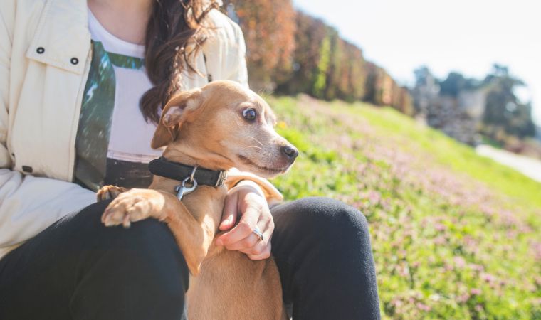 Como acalmar cachorro com medo de fogos