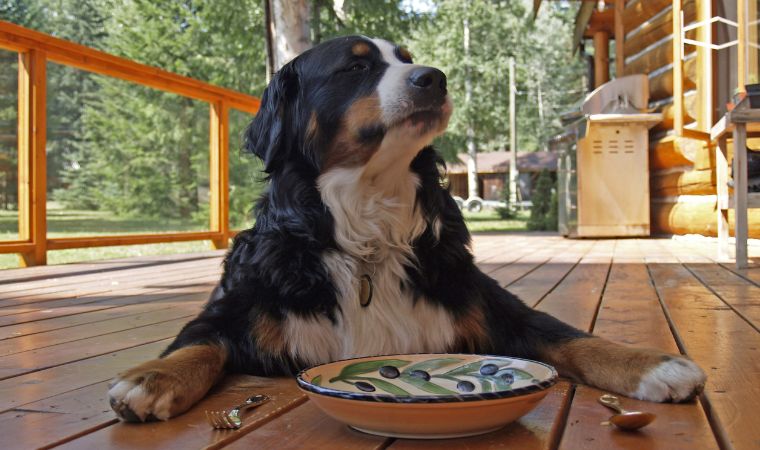 Cachorro aguardando comida