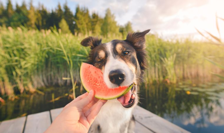 Cachorro comendo fruta