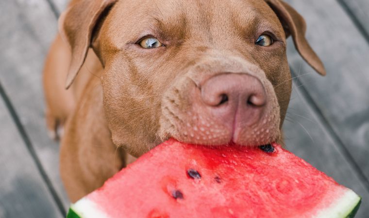 Cachorro comendo melância