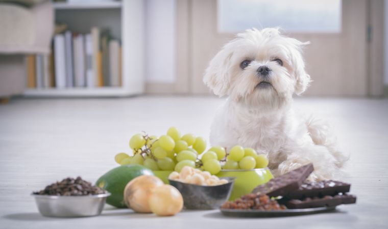 Cachorro olhando para frutas