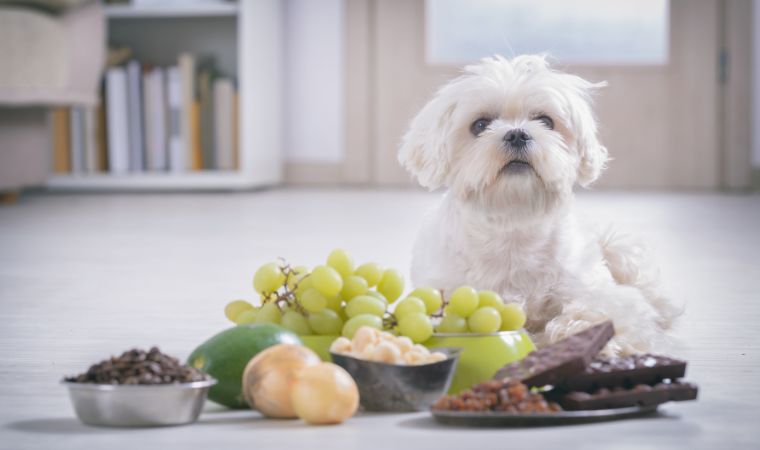 Cachorro olhando para frutas