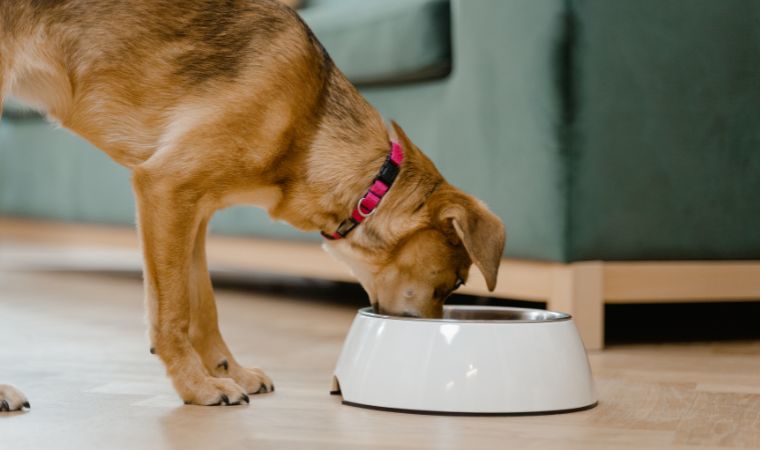 Frutas para cachorro: Moderação e Porções